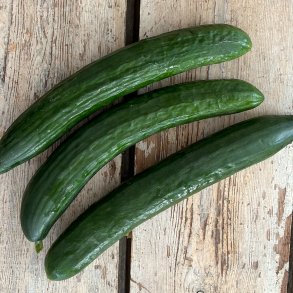 Agurker Krumme 10 kg hol