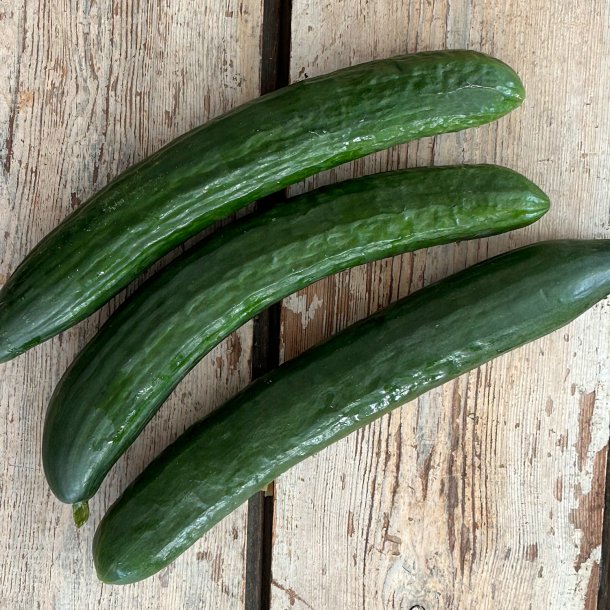 Agurker Krumme 10 kg hol