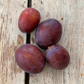 Blommer TOP-HIT DK - SLUT