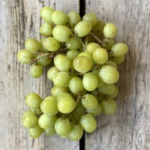 Druer gr�nne u/s 4,5 ITA 1.kl