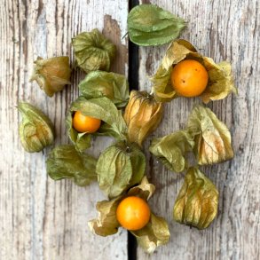 Physalis 12 bk. Col.