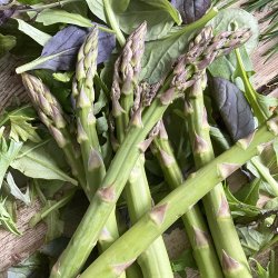 Asparges Gr�nne 11x450 gr. Mexico dagspris