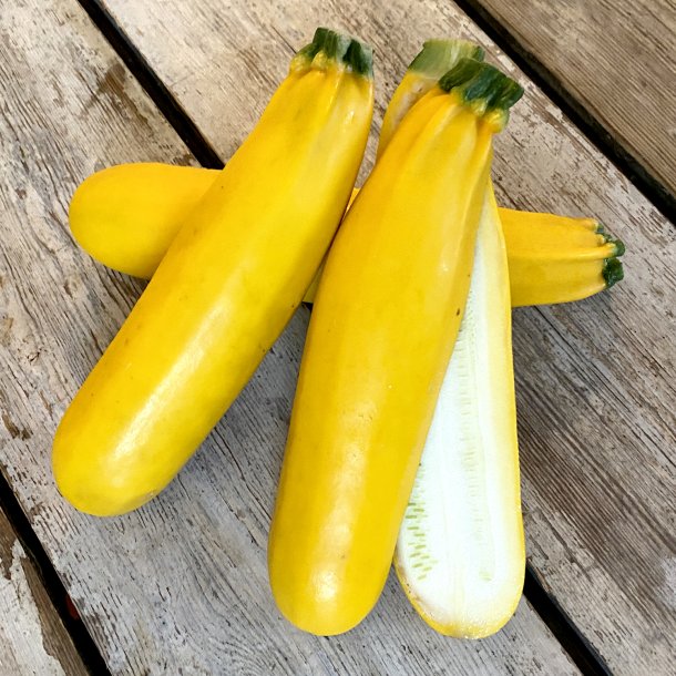 Courgetter gule Holl / dagspris