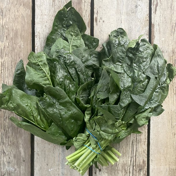 Spinat grov 20 bdt. SP 