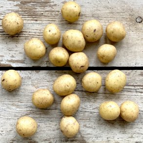 Kartofler fiske vaskede 7 kg. DK