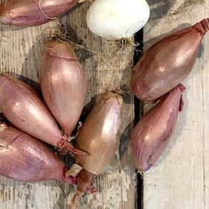 Chalottelg BANAN 5 kg FR