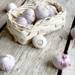 Hvidlg solo 250 gr. Kina