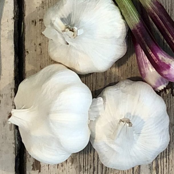 Hvidlg FRISKE Holl. / dagspris