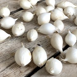 Perlelg Hvide 5 kg. Holl