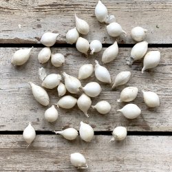 Perlelg Hvide 5 kg. Holl