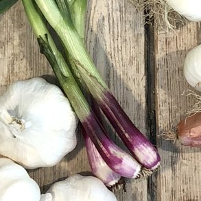 Springonions RDE 14 bdt DK