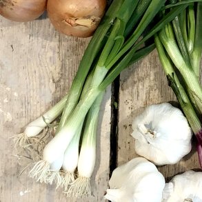 Springonions HVIDE 14 bdt EGY
