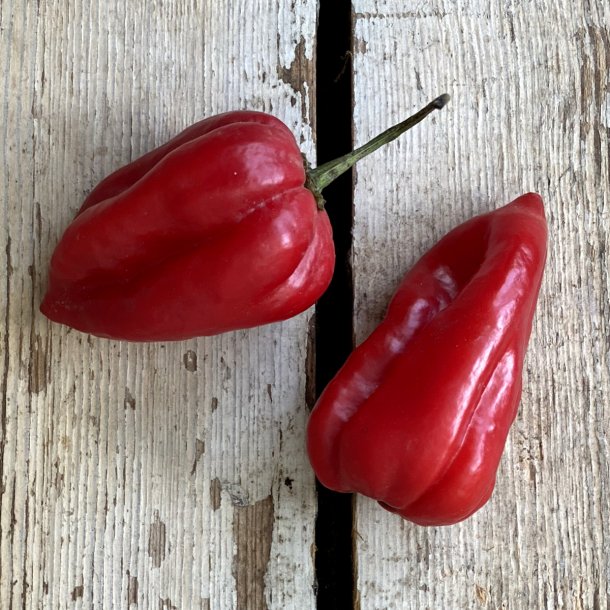 Chili HABANEROS Rd 2 kg. Holl.