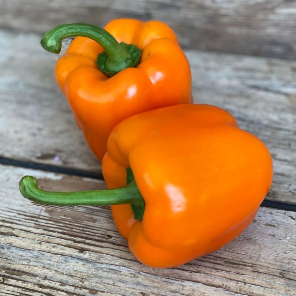 Peber Orange Holl/Sp.