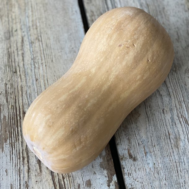 Butternut Squash PT