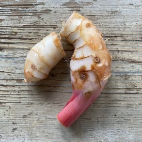 Galangarod 500 gr. Thai