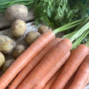 Gulerod m/top mellem 15 bdt TYSK