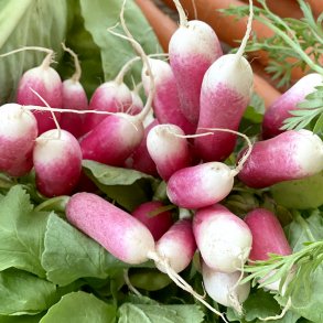 Radiser aflange 10 bdt DK