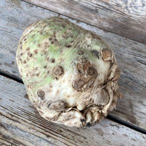 Knoldselleri 10 kg. Holl