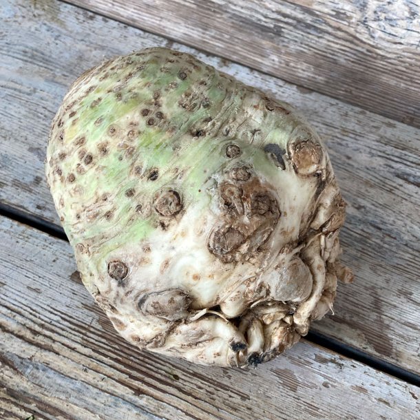 Knoldselleri 10 kg. Holl