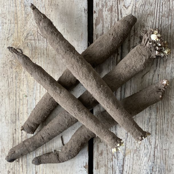 Skorzonerrdder Holl. 5 kg. 