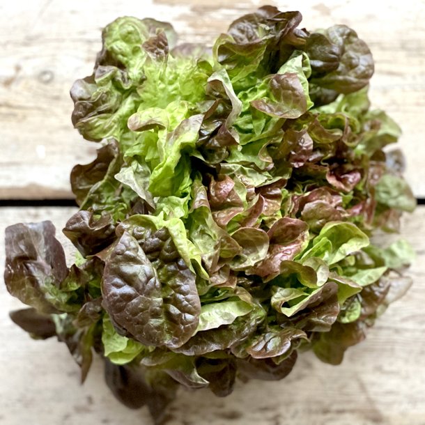 Egebladsalat 8 stk. Alb.