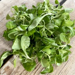 Feldsalat 8x100 gr. bk Fr.