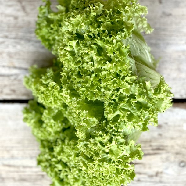 Krlsalat 8 stk. Udl