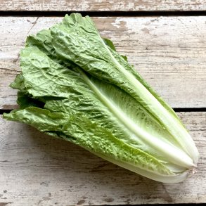 Romaine salat 10 stk DK �KO / dags pris