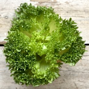 Bionda salat 8 stk. Udl.