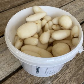 Jordskokker RASPEDE / bestil fr 13.00 / dags pris