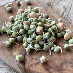 Azuki spirer 1 kg. KO