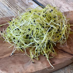 Porrespirer 50 gr. KO