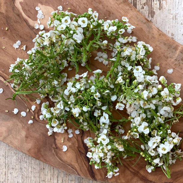 Spiseblomst biblomme HVID