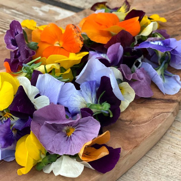 Spiseblomster stedmoder. Ital. 