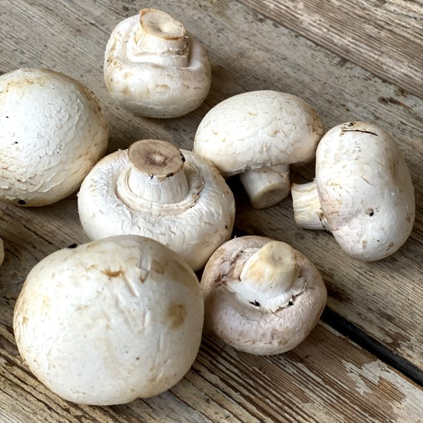 Champignon Rensede 2,5 Kg. Polen