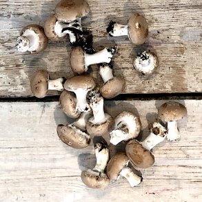 Markchampignon 250 gr. Udl. / dags pris