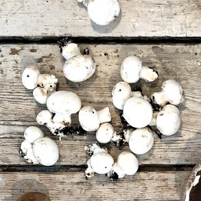 Champignon Dk 250 gr. 