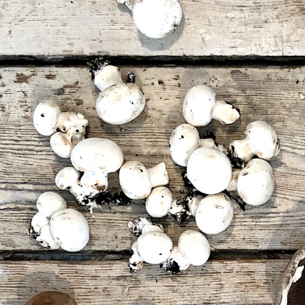 Champignon Dk 250 gr. 