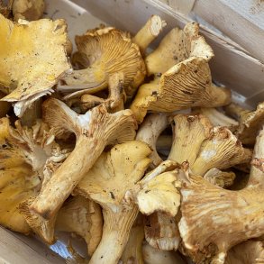 Kantareller ca. 1 kg. Ukr / dags pris