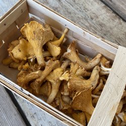 Kantareller ca. 1 kg. Sv 1.kl