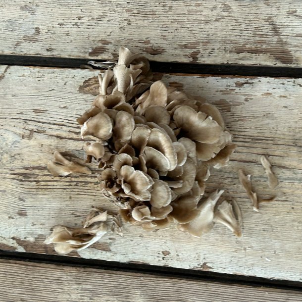Maitake svampe BAKKE 150 gr. Kina