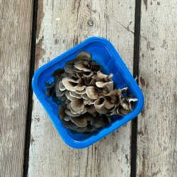 Maitake svampe BAKKE 150 gr. Kina