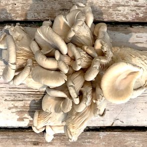 stershatte 2 kg. Lit/Pol.1.kl