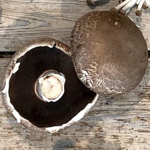 Porto Bello svampe 1,5 Kg. Litauen