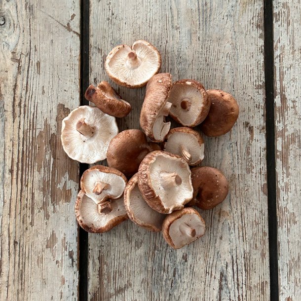 Shiitake svampe 1,5 kg. PL/Sp.