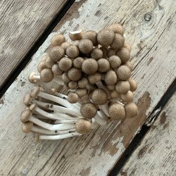 Bgehatte brune 20 x 150 gr. Kina