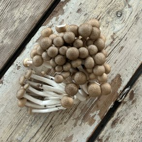 Bgehatte brune 20 x 150 gr. Kina