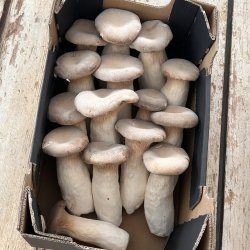 Kejserhatte 1 kg Korea