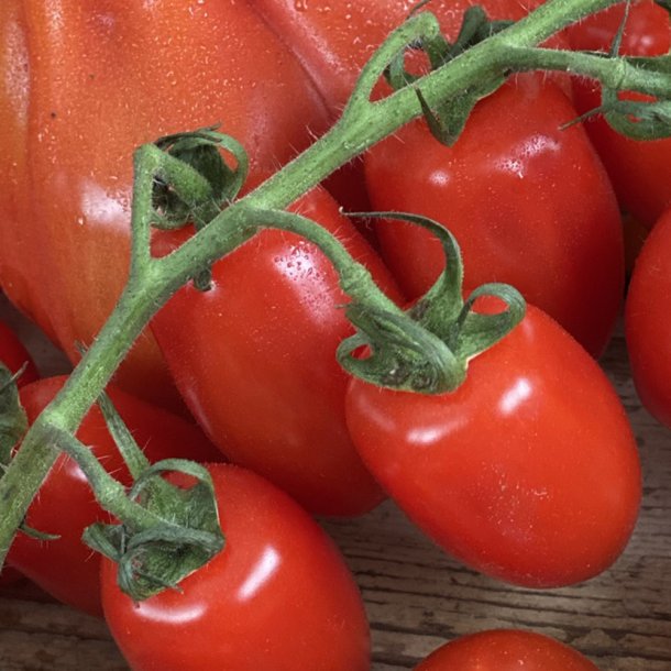 Tomater Cherry 3 kg stilk